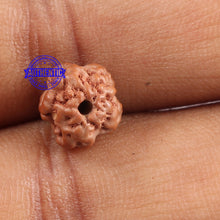 Load image into Gallery viewer, Non Mukhi Rudraksha from Indonesia - Bead No. 15
