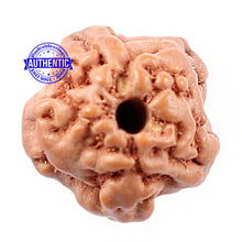 Load image into Gallery viewer, Non Mukhi Rudraksha from Indonesia - Bead No. 7
