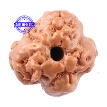 Load image into Gallery viewer, Non Mukhi Rudraksha from Indonesia - Bead No. 8