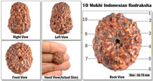 Load image into Gallery viewer, 10 Mukhi Rudraksha from Indonesia - Bead No. 66