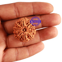 Load image into Gallery viewer, 10 Mukhi Nepalese Rudraksha - Bead No 313