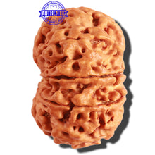 Load image into Gallery viewer, 10 Mukhi Nepalese Rudraksha - Bead No 313