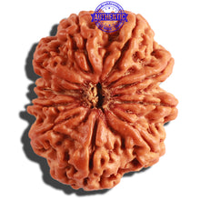 Load image into Gallery viewer, 10 Mukhi Nepalese Rudraksha - Bead No. 314
