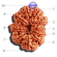 Load image into Gallery viewer, 10 Mukhi Nepalese Rudraksha - Bead No. 314