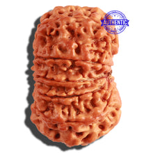 Load image into Gallery viewer, 10 Mukhi Nepalese Rudraksha - Bead No. 314