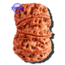 Load image into Gallery viewer, 10 Mukhi Nepalese Rudraksha - Bead No. 314
