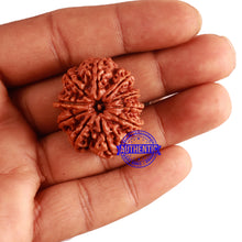 Load image into Gallery viewer, 10 Mukhi Ganesh Nepalese Rudraksha - Bead No. 315