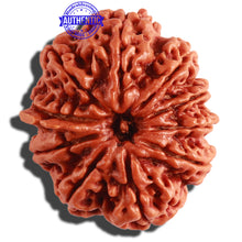Load image into Gallery viewer, 10 Mukhi Ganesh Nepalese Rudraksha - Bead No. 315