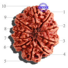 Load image into Gallery viewer, 10 Mukhi Ganesh Nepalese Rudraksha - Bead No. 315