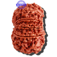 Load image into Gallery viewer, 10 Mukhi Ganesh Nepalese Rudraksha - Bead No. 315