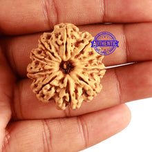 Load image into Gallery viewer, 10 Mukhi Nepalese Rudraksha - Bead No. 316