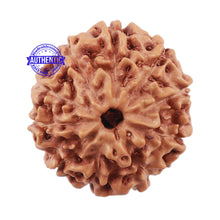 Load image into Gallery viewer, 10 Mukhi Rudraksha from Indonesia - Bead No. 201
