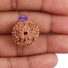 Load image into Gallery viewer, 10 Mukhi Rudraksha from Indonesia - Bead No. 201