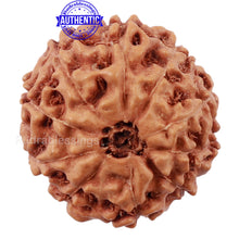 Load image into Gallery viewer, 10 Mukhi Rudraksha from Indonesia - Bead No. 201