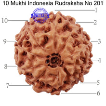 Load image into Gallery viewer, 10 Mukhi Rudraksha from Indonesia - Bead No. 201