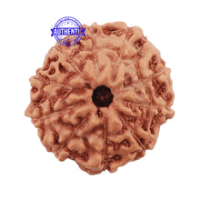 Load image into Gallery viewer, 10 Mukhi Rudraksha from Indonesia - Bead No. 204