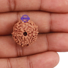 Load image into Gallery viewer, 10 Mukhi Rudraksha from Indonesia - Bead No. 204