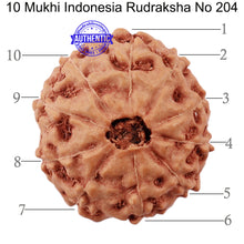 Load image into Gallery viewer, 10 Mukhi Rudraksha from Indonesia - Bead No. 204