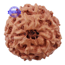 Load image into Gallery viewer, 10 Mukhi Rudraksha from Indonesia - Bead No. 205