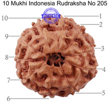 Load image into Gallery viewer, 10 Mukhi Rudraksha from Indonesia - Bead No. 205