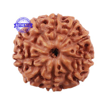Load image into Gallery viewer, 10 Mukhi Rudraksha from Indonesia - Bead No. 208