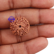 Load image into Gallery viewer, 10 Mukhi Rudraksha from Indonesia - Bead No. 208