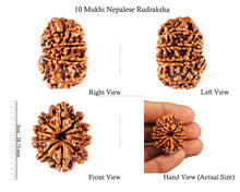 Load image into Gallery viewer, 10 Mukhi Nepalese Rudraksha - Bead No 137