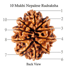Load image into Gallery viewer, 10 Mukhi Nepalese Rudraksha - Bead No 137