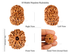 Load image into Gallery viewer, 10 Mukhi Nepalese Rudraksha - Bead No 143