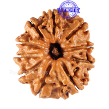 Load image into Gallery viewer, 10 Mukhi Nepalese Rudraksha - Bead No 143