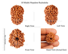 Load image into Gallery viewer, 10 Mukhi Nepalese Rudraksha - Bead No 146