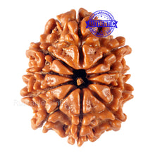Load image into Gallery viewer, 10 Mukhi Nepalese Rudraksha - Bead No 146