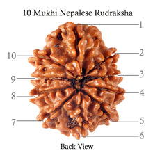 Load image into Gallery viewer, 10 Mukhi Nepalese Rudraksha - Bead No 146