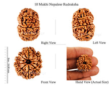 Load image into Gallery viewer, 10 Mukhi Nepalese Rudraksha - Bead No 158