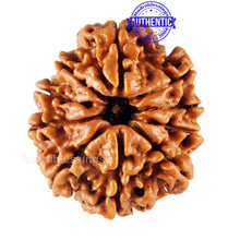 Load image into Gallery viewer, 10 Mukhi Nepalese Rudraksha - Bead No 158