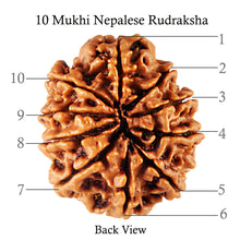 Load image into Gallery viewer, 10 Mukhi Nepalese Rudraksha - Bead No 158