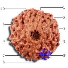 Load image into Gallery viewer, 10 Mukhi Rudraksha from Indonesia - Bead No. 26