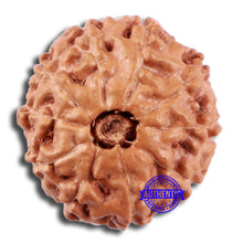 Load image into Gallery viewer, 10 Mukhi Rudraksha from Indonesia - Bead No. 27