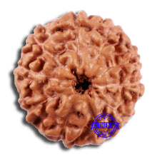 Load image into Gallery viewer, 10 Mukhi Rudraksha from Indonesia - Bead No. 27