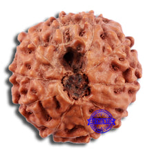 Load image into Gallery viewer, 10 Mukhi Rudraksha from Indonesia - Bead No. 28
