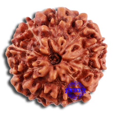 Load image into Gallery viewer, 10 Mukhi Rudraksha from Indonesia - Bead No. 28