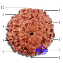 Load image into Gallery viewer, 10 Mukhi Rudraksha from Indonesia - Bead No. 31