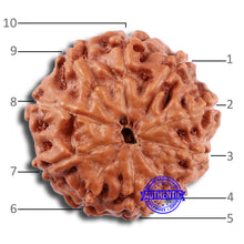 Load image into Gallery viewer, 10 Mukhi Rudraksha from Indonesia - Bead No. 32