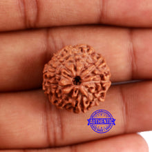 Load image into Gallery viewer, 10 Mukhi Rudraksha from Indonesia - Bead No. 32