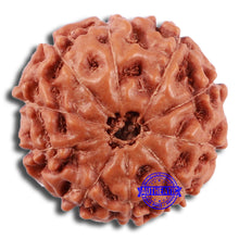 Load image into Gallery viewer, 10 Mukhi Rudraksha from Indonesia - Bead No. 33