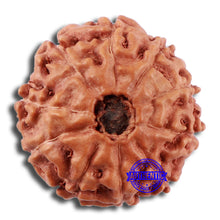 Load image into Gallery viewer, 10 Mukhi Rudraksha from Indonesia - Bead No. 34