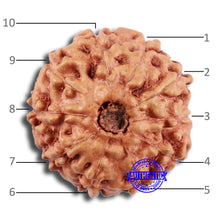 Load image into Gallery viewer, 10 Mukhi Rudraksha from Indonesia - Bead No. 35