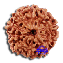 Load image into Gallery viewer, 10 Mukhi Rudraksha from Indonesia - Bead No. 35