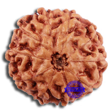 Load image into Gallery viewer, 10 Mukhi Rudraksha from Indonesia - Bead No. 36