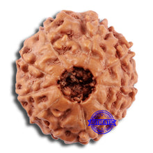 Load image into Gallery viewer, 10 Mukhi Rudraksha from Indonesia - Bead No. 38